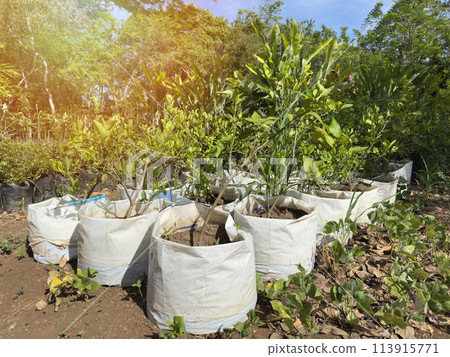 New plant tree in bag pot New plant tree in bag pot 113915771