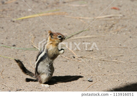 Chipmunks at bend wildlife preserve Chipmunks at bend wildlife preserve 113916051