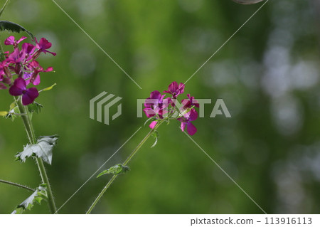 大草 大草 113916113