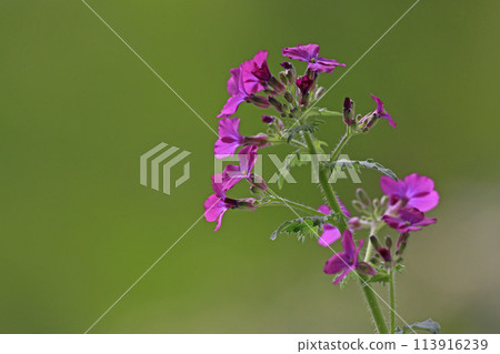 large grass large grass 113916239