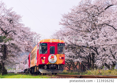 A red train running through a tunnel of cherry blossoms (Haimo 295-315) 113916292