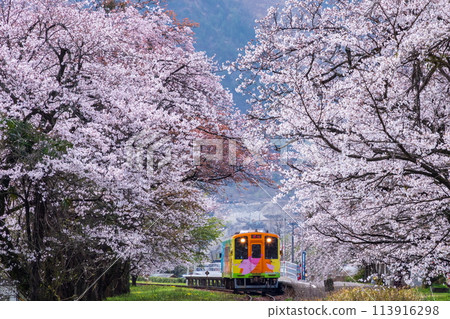 A wrapped train (Haimo 330-702) running through a tunnel of cherry blossoms A wrapped train (Haimo 330-702) running through a tunnel of cherry blossoms 113916298