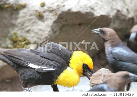 Yellow headed blackbirds 113916429
