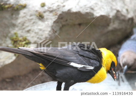 Yellow headed blackbirds Yellow headed blackbirds 113916430