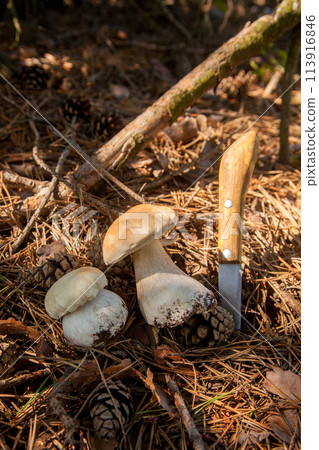 Two porcini mushrooms in pine tree forest at autumn season.. 113916846