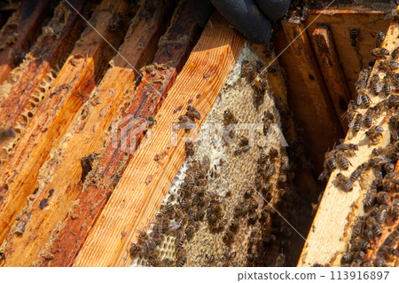 Open hive showing the bees swarming on a honeycomb.. Open hive showing the bees swarming on a honeycomb.. 113916897