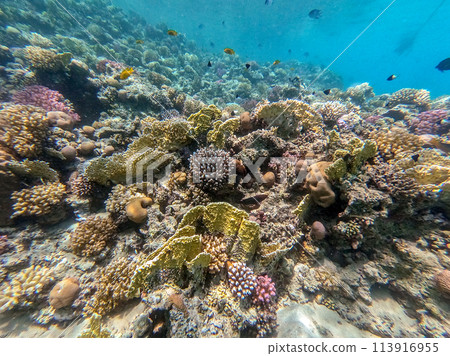 Underwater life of reef with corals and tropical fish. Coral Reef at the Red Sea, Egypt. 113916955