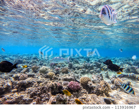 Shoal of differend kinds of the fish -  sailfin tang, Longnose Parrotfish, Picasso trigger, Birdmouth wrasse, Klunzinger's wrasse and other tropical fish swimming at the coral reef in the Red Sea, 113916967
