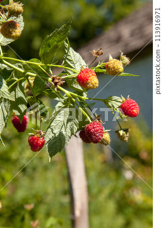 Ripe and unripe raspberry in the fruit garden. Growing natural bush of raspberry. Branch of raspberry in sunlight. 113916971