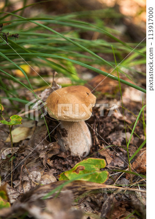 Boletus mushroom in the wild. Porcini mushroom grows on the forest floor at autumn season.. Boletus mushroom in the wild. Porcini mushroom grows on the forest floor at autumn season.. 113917000