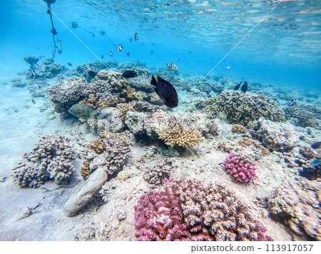 Shoal of differend kinds of the fish -  sailfin tang, Longnose Parrotfish, Picasso trigger, Birdmouth wrasse, Klunzinger's wrasse and other tropical fish swimming at the coral reef in the Red Sea, 113917057