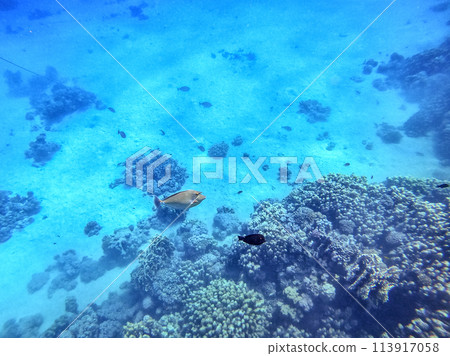 Naso annulatus fish known as Whitemargin Unicorn fish on his coral reef in the Red Sea, Egypt.. 113917058