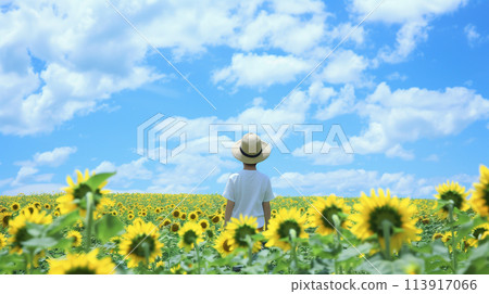 A child in a straw hat standing in a sunflower field 113917066
