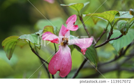 Dogwood flowers wet with rain 113917072