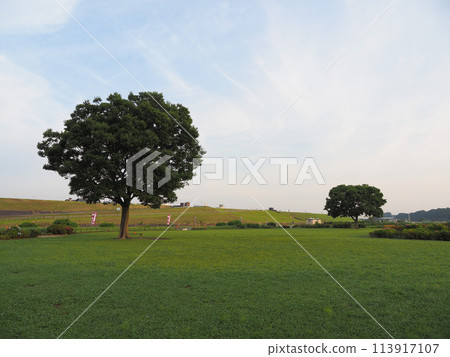小岩菖蒲花園 2023 年 6 月清晨 小岩菖蒲花園 2023 年 6 月清晨 113917107