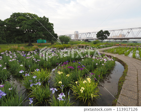 Koiwa Iris Garden, early morning, June 2023 113917126