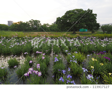 Koiwa Iris Garden, early morning, June 2023 Koiwa Iris Garden, early morning, June 2023 113917127