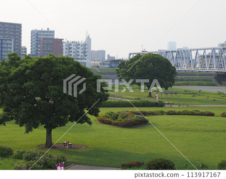 小岩菖蒲花園 2023 年 6 月清晨 113917167