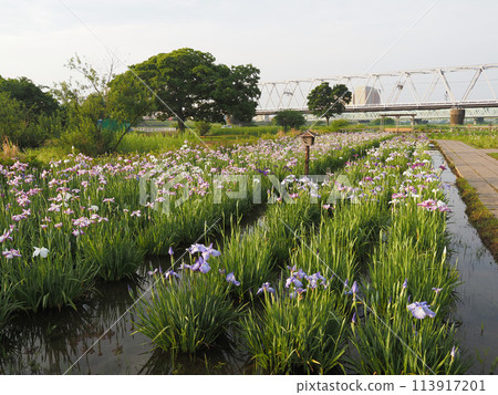 Koiwa Iris Garden, early morning, June 2023 113917201
