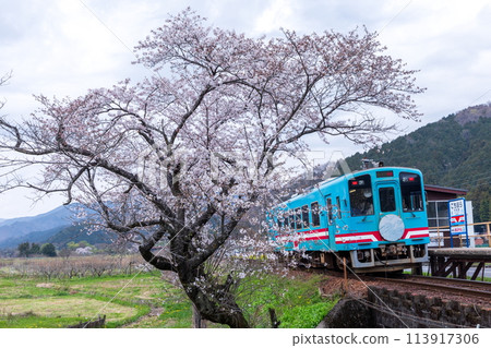 行駛在櫻花盛開的吉祥車站的藍色列車(垂水鐵道) 行駛在櫻花盛開的吉祥車站的藍色列車(垂水鐵道) 113917306