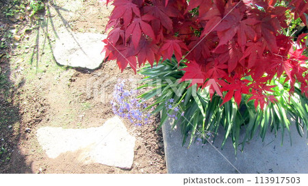紅色的葉子 紅色的葉子 113917503