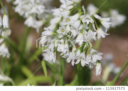 白色的風鈴花在春天的花園裡綻放 113917573