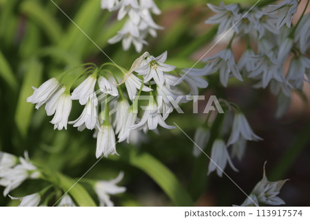白色的風鈴花在春天的花園裡綻放 白色的風鈴花在春天的花園裡綻放 113917574