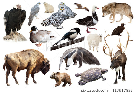 set of north american animals isolated set of north american animals isolated 113917855