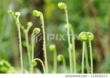 蕨類植物的新芽競相生長 113918117