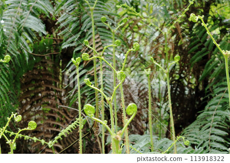 蕨類植物的新芽呈 Y 型生長 蕨類植物的新芽呈 Y 型生長 113918322