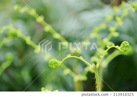 Fern shoots growing out in a Y-shape Fern shoots growing out in a Y-shape 113918325
