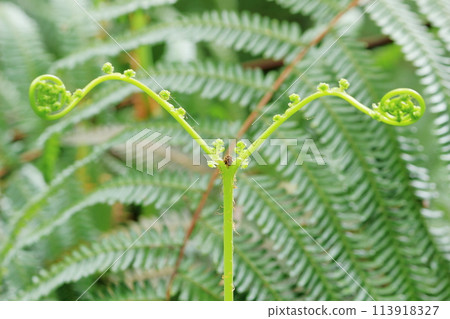 Fern shoots growing out in a Y-shape Fern shoots growing out in a Y-shape 113918327