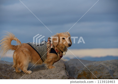 A dog walking on a rock with a serious face A dog walking on a rock with a serious face 113918463
