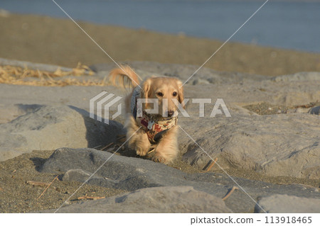 A dog walking on a rock with a serious face A dog walking on a rock with a serious face 113918465