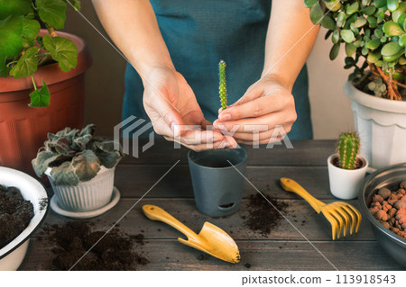 Woman Shows and holds in hands a Small Shoot of a Plant. She will Plant the Plant in a Pot. Spring Houseplant Care, Waking Up Indoor Plants for Spring. Woman Replanting a Small Cactus. Cactus in Woman Shows and holds in hands a Small Shoot of a Plant. She will Plant the Plant in a Pot. Spring Houseplant Care, Waking Up Indoor Plants for Spring. Woman Replanting a Small Cactus. Cactus in 113918543