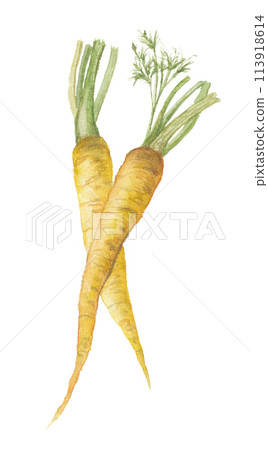 Yellow carrot painted in watercolor 113918614