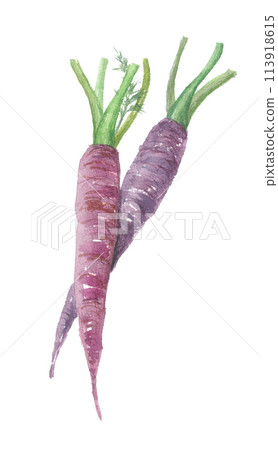 Purple carrots painted in watercolor 113918615