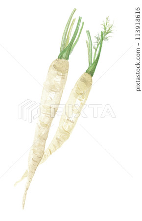 White carrot painted in watercolor 113918616