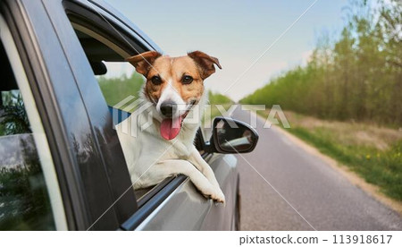 A dog peeking out of a car while driving 113918617