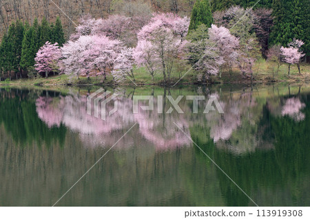 Lake Nakatsuna Sakura blooming spring 113919308