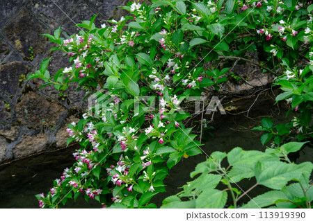 Flowering Deutzia radiata Flowering Deutzia radiata 113919390