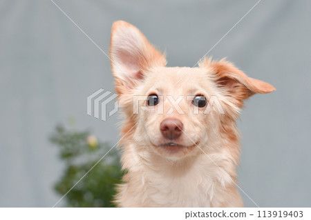 portrait of a smiling dog on a gray background 113919403