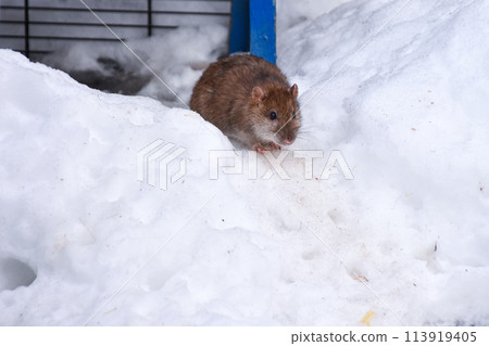 rat in the snow looking for food 113919405