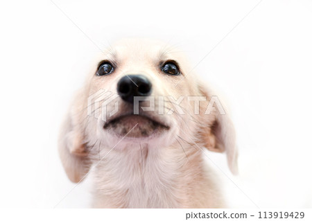 portrait of a puppy on a white background looking up with ears flattened portrait of a puppy on a white background looking up with ears flattened 113919429