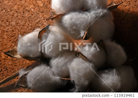 white natural cotton flowers on brown background 113919461
