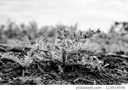 Noxious weed Musk thistle growing in a cultivated field Noxious weed Musk thistle growing in a cultivated field 113919549