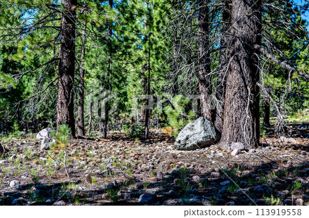 Dense forest of Jeffrey Pine Trees with a floor covered with pinecones and needles.  113919558
