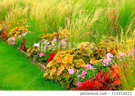 Heuchera and Stipa clusters 113919822
