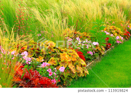 Heuchera and Stipa clusters 113919824