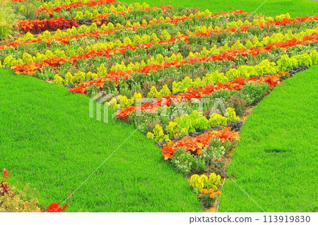 彩葉植物合作 113919830